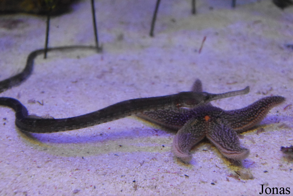 Syngnathinae non identifié