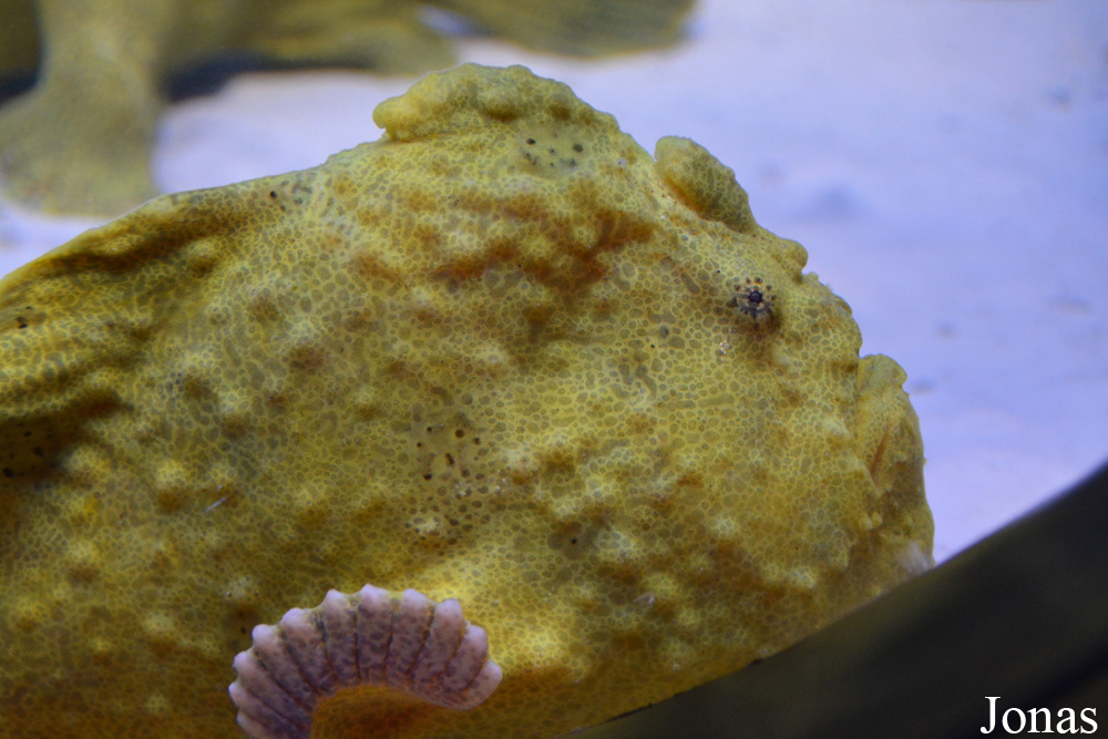 Antennarius hispidus