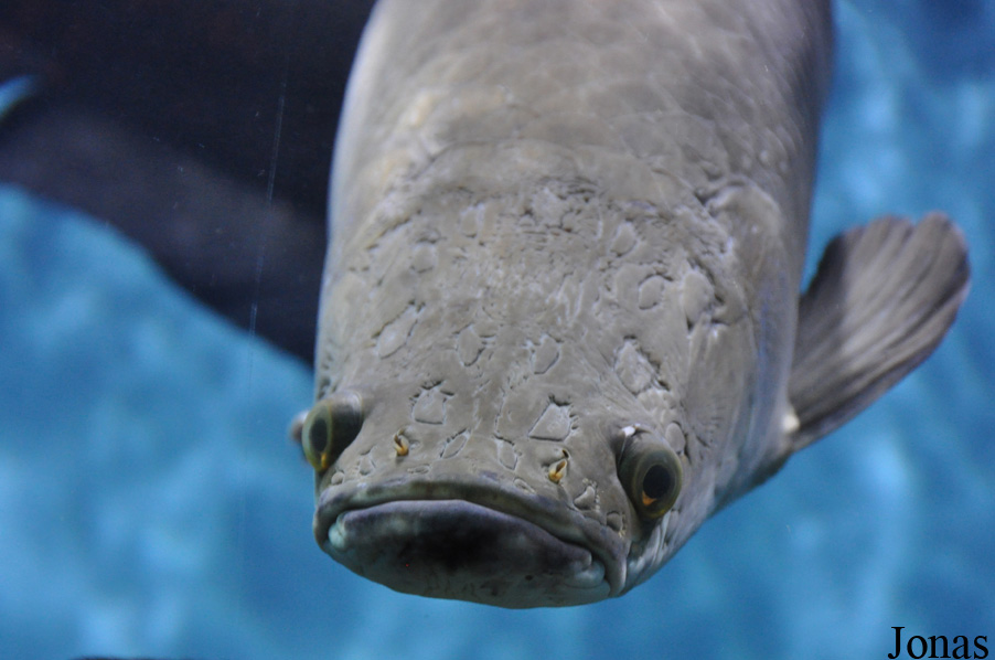 Arapaima gigas