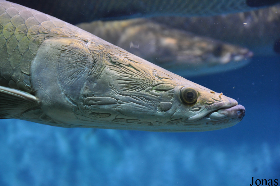 Arapaima gigas