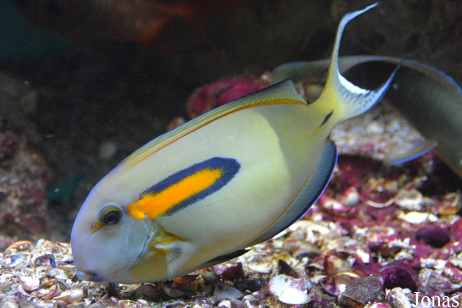 Acanthurus olivaceus