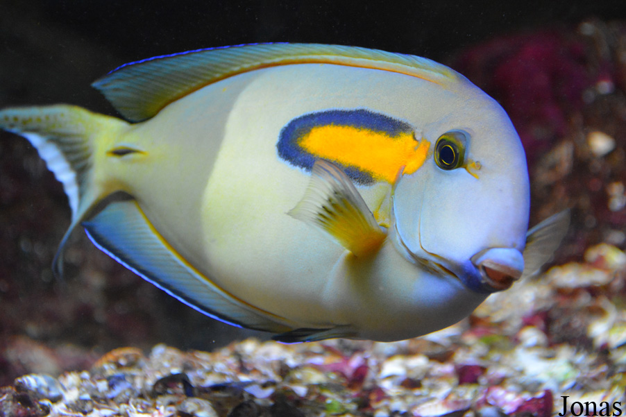 Acanthurus olivaceus