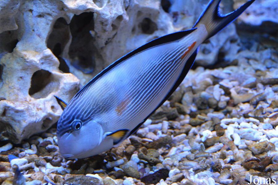 Acanthurus sohal