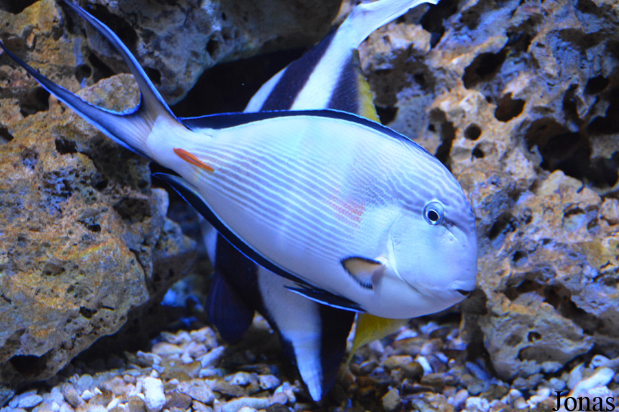 Acanthurus sohal