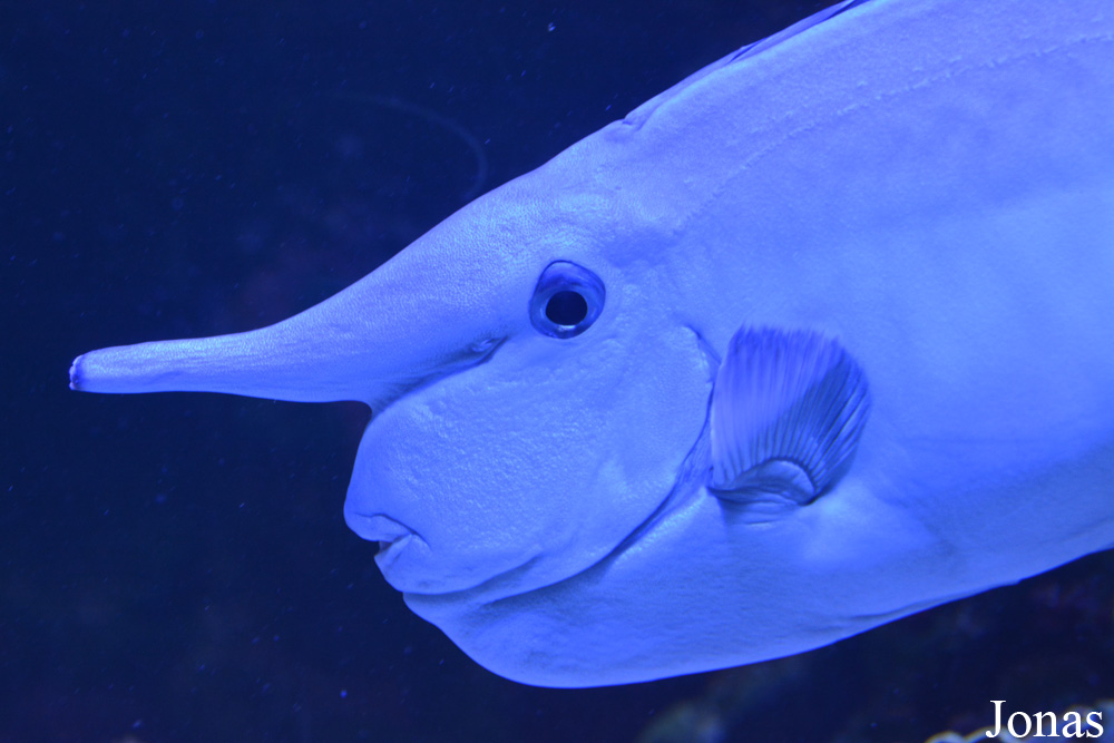 Naso annulatus