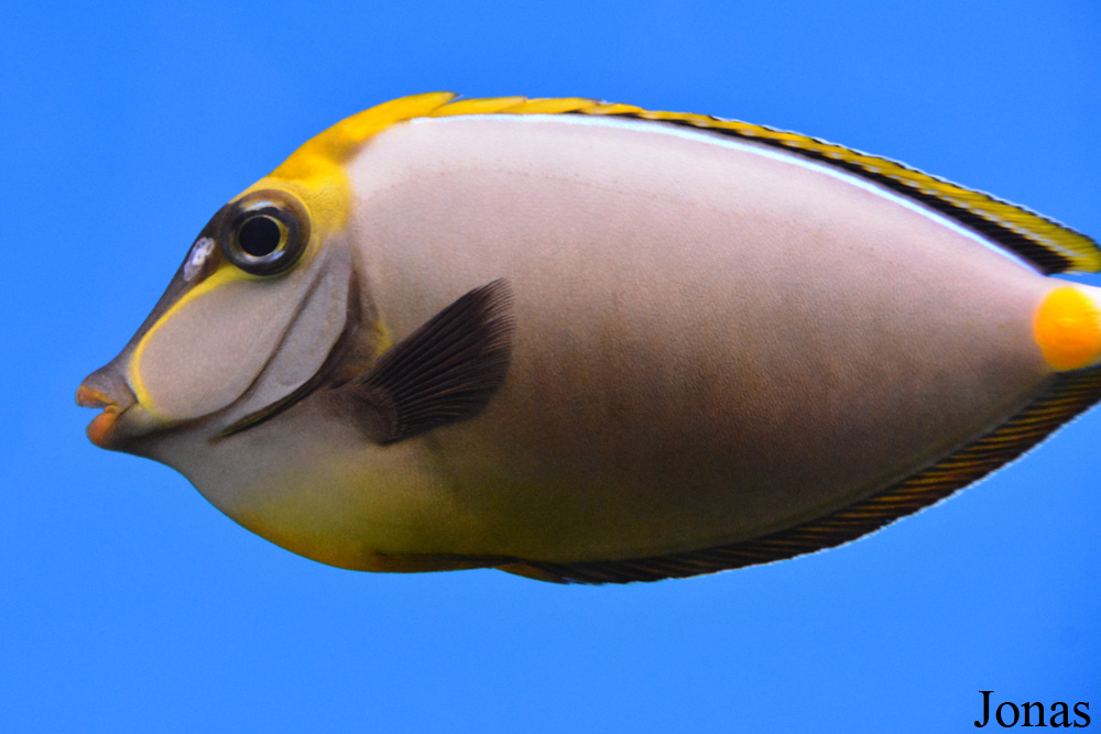 Naso elegans