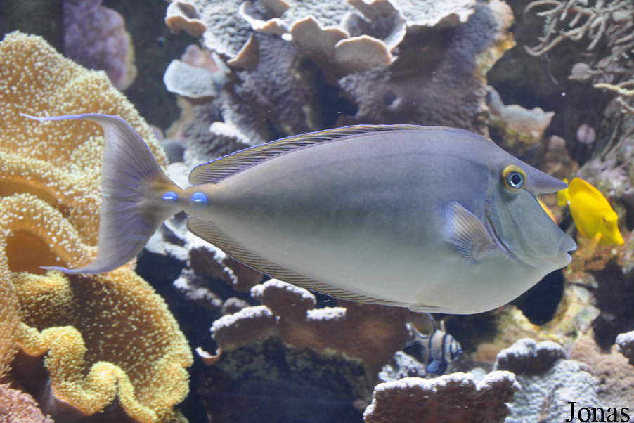 Naso unicornis