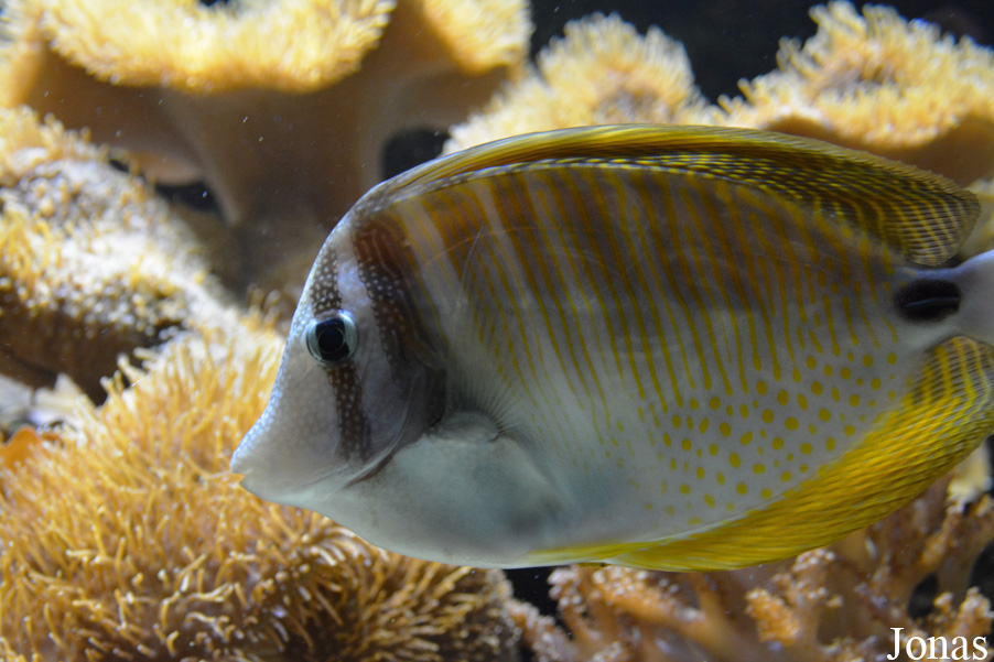 Zebrasoma desjardinii