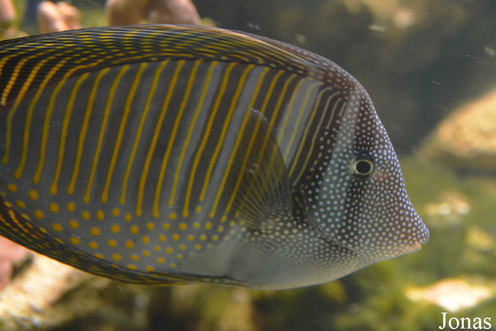 Zebrasoma desjardinii