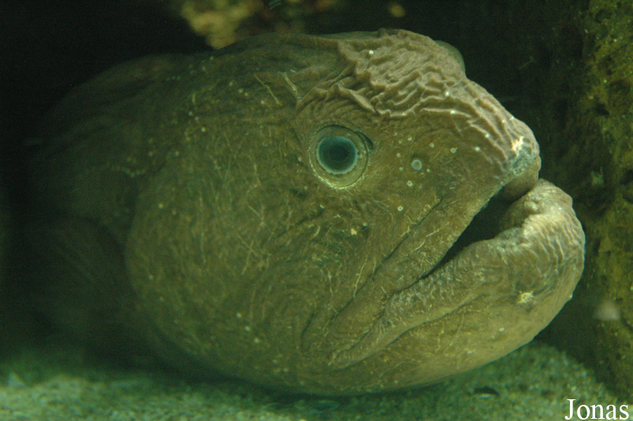 Anarhichas lupus