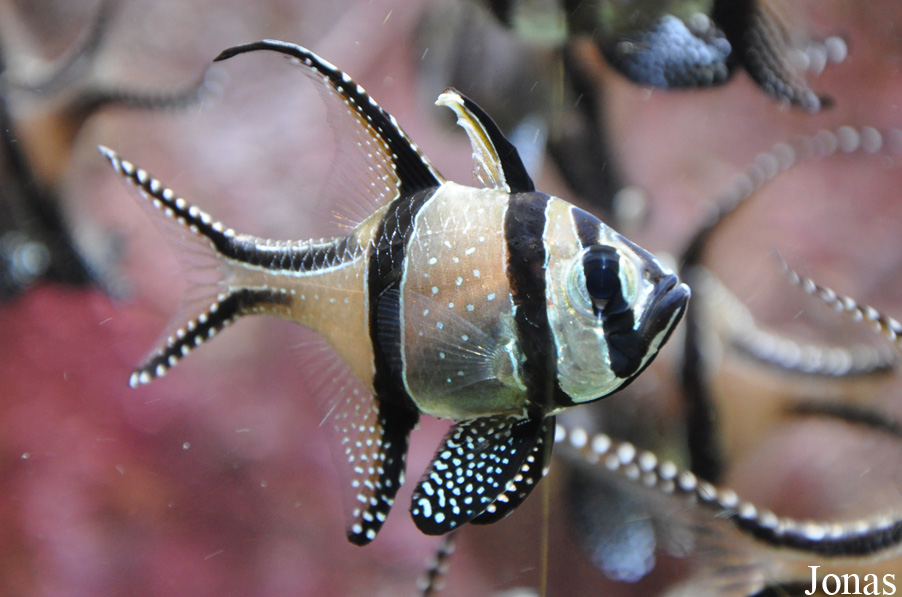 Pterapogon kauderni