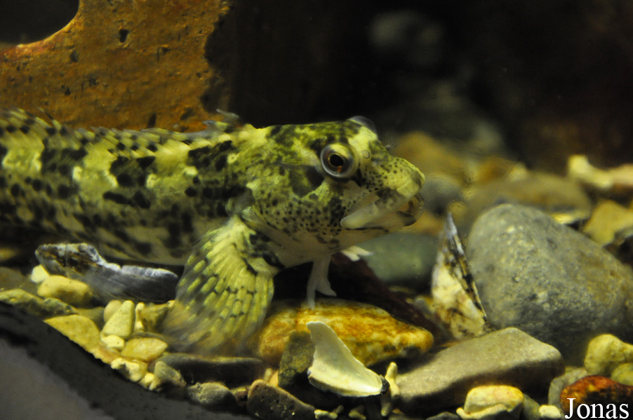 Parablennius gattorugine