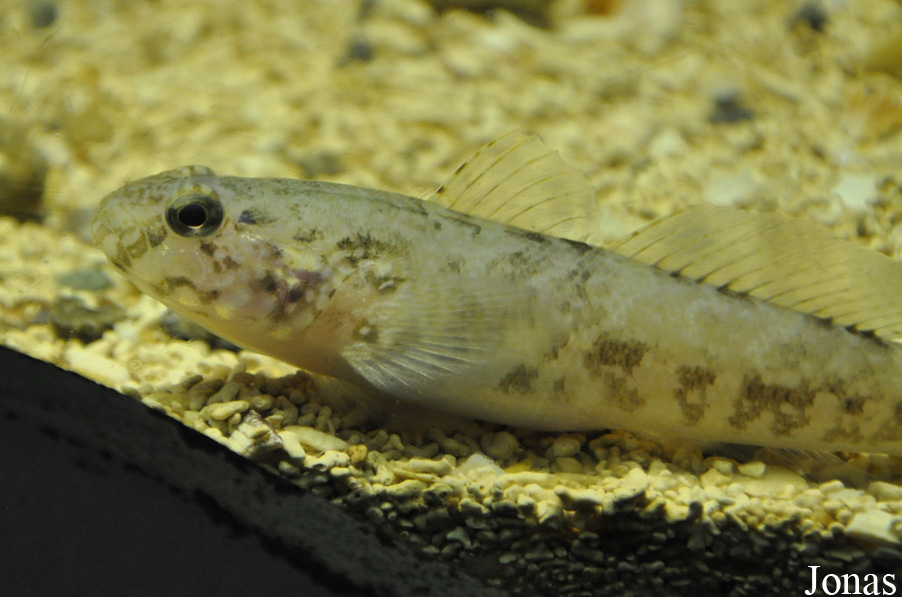 Parablennius gattorugine