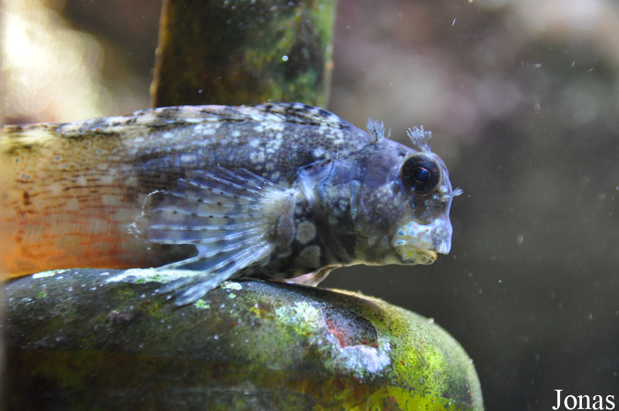 Salarias fasciatus