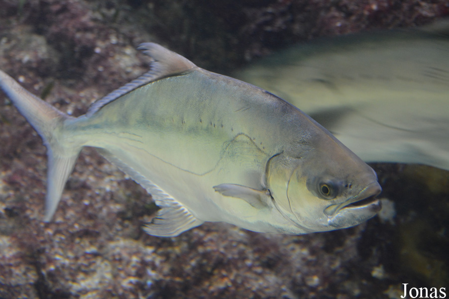 Lichia amia