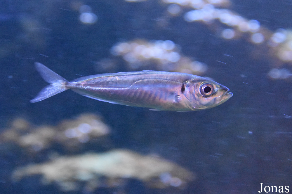 Trachurus trachurus