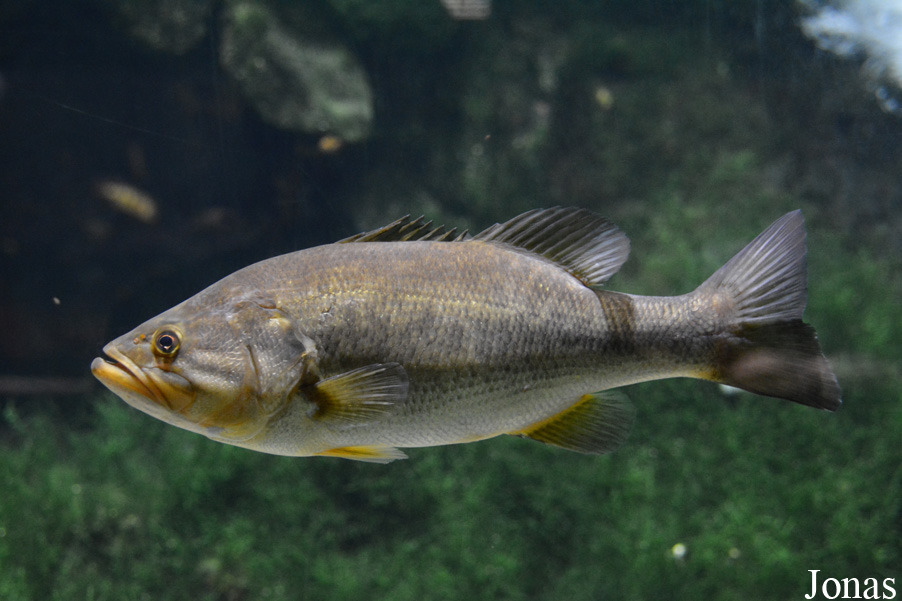 Micropterus salmoides