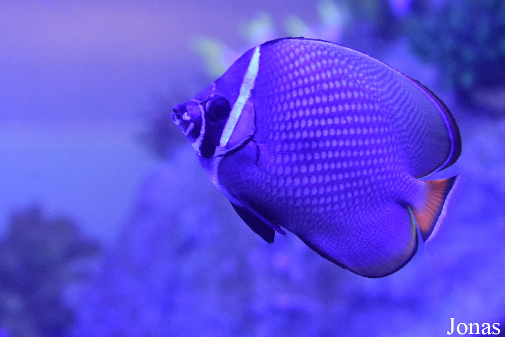 Chaetodon collare