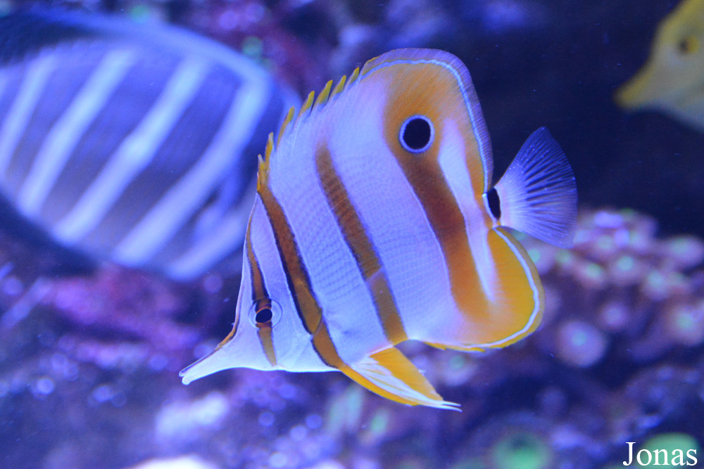 Chelmon rostratus