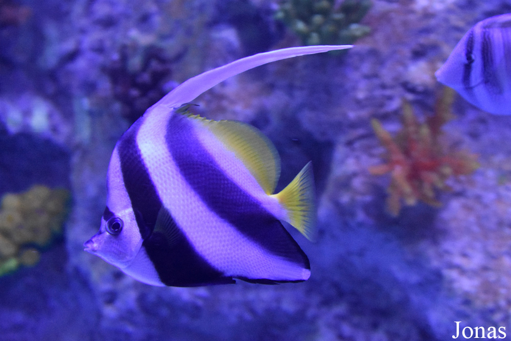 Heniochus acuminatus