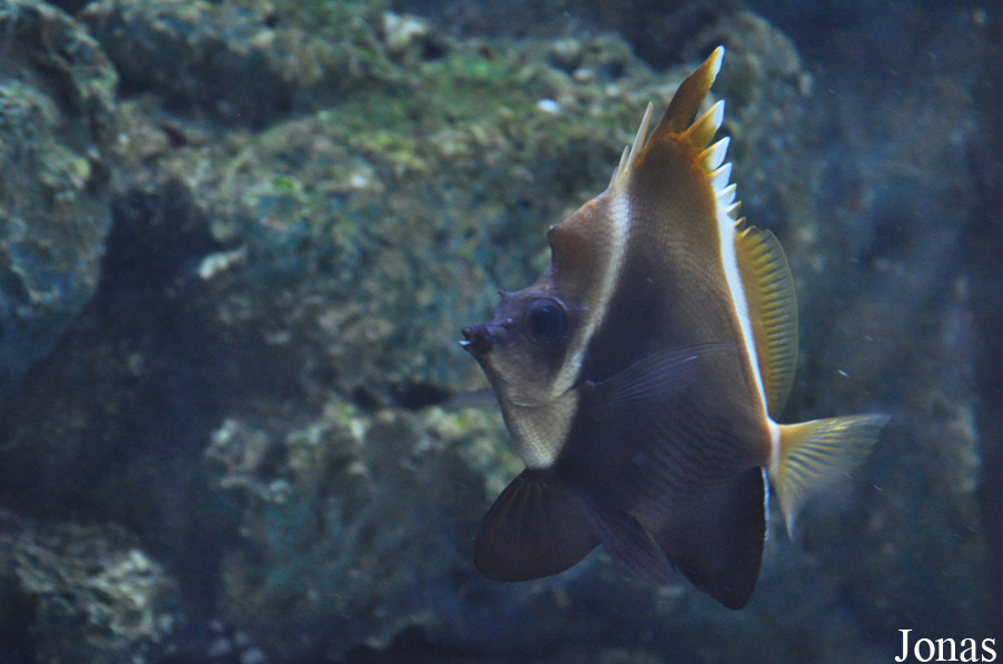 Heniochus pleurotaenia