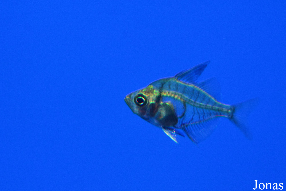 Pseudambassis ranga
