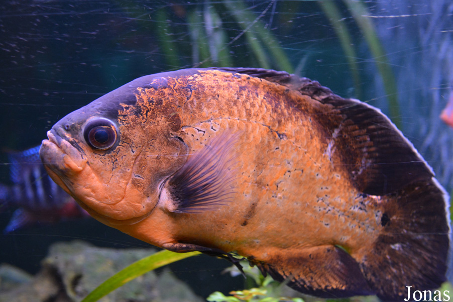Astronotus ocellatus
