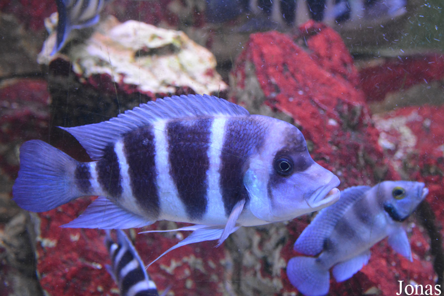 Cyphotilapia frontosa