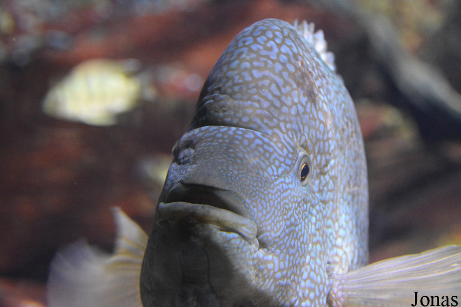 Herichthys cyanoguttatus
