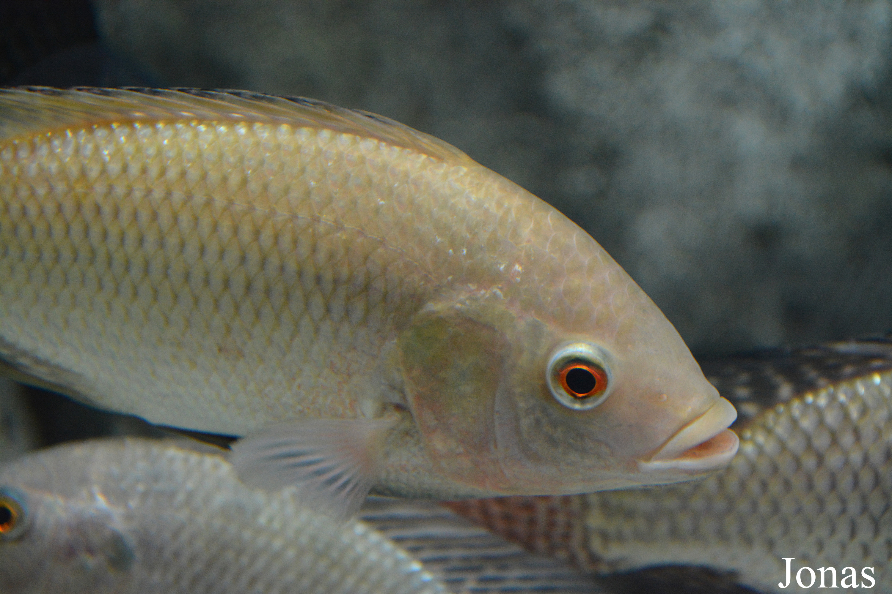 Oreochromis mossambicus