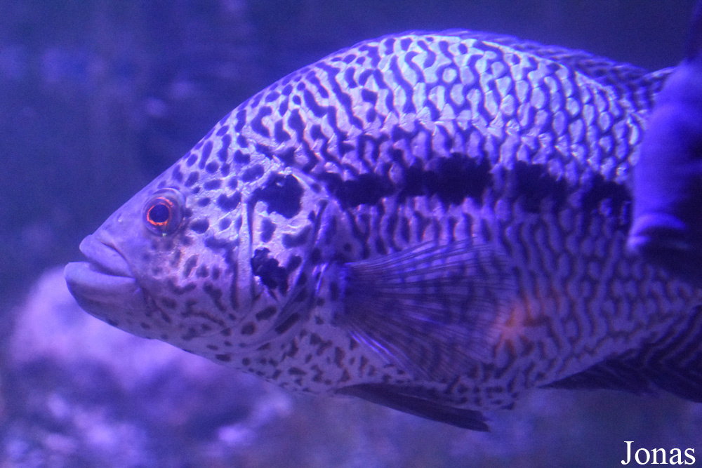 Parachromis managuensis