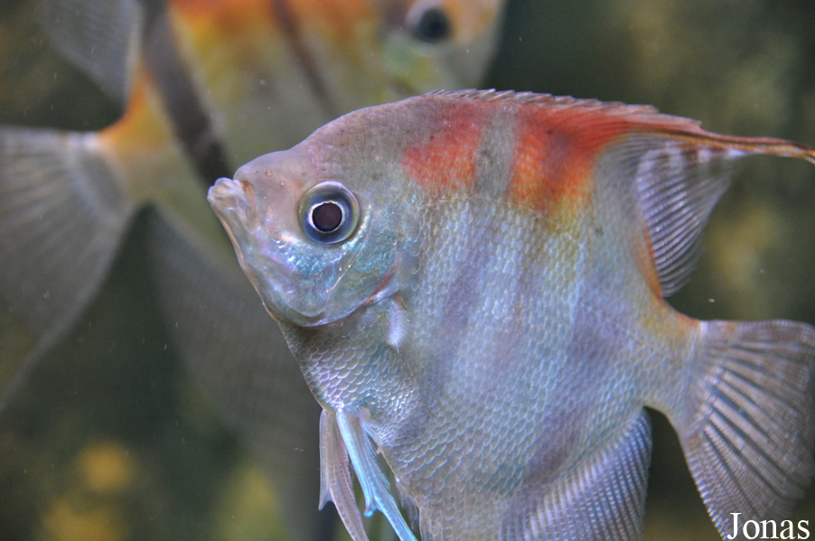 Pterophyllum scalare