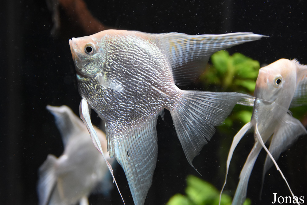 Pterophyllum scalare