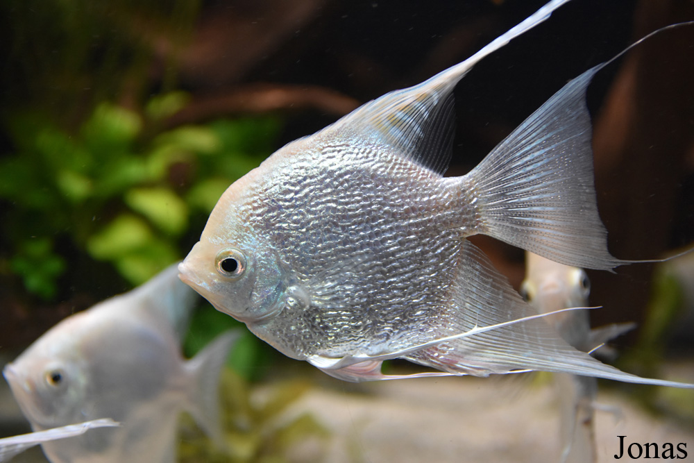 Pterophyllum scalare