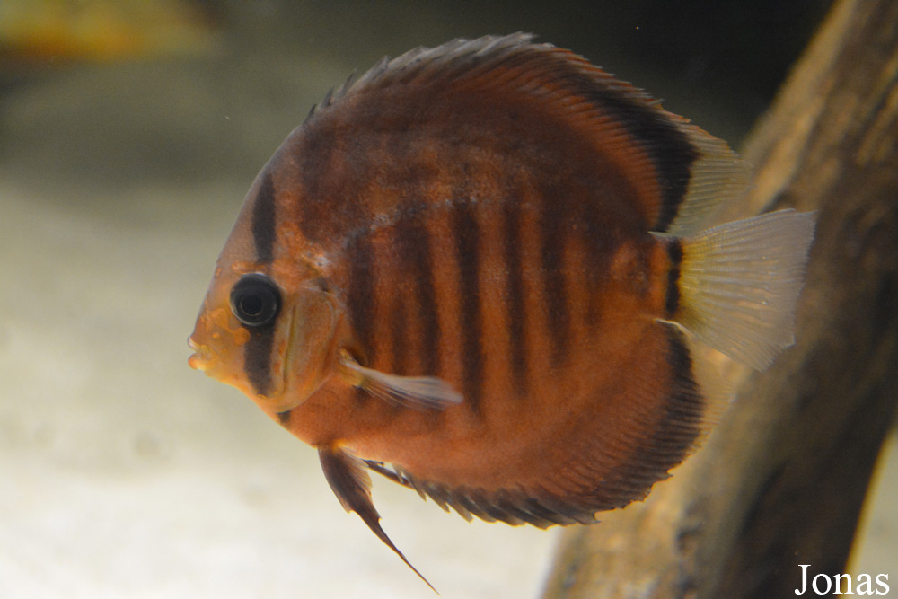 Symphysodon aequifasciatus