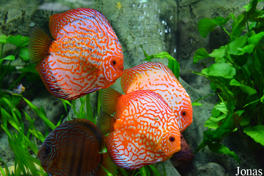 Symphysodon aequifasciatus
