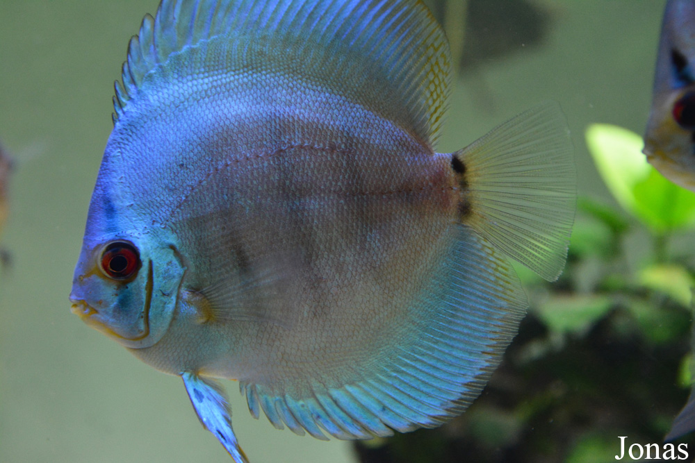 Symphysodon discus