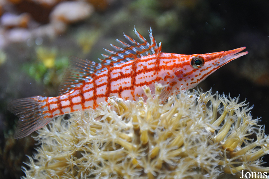 Oxycirrhites typus