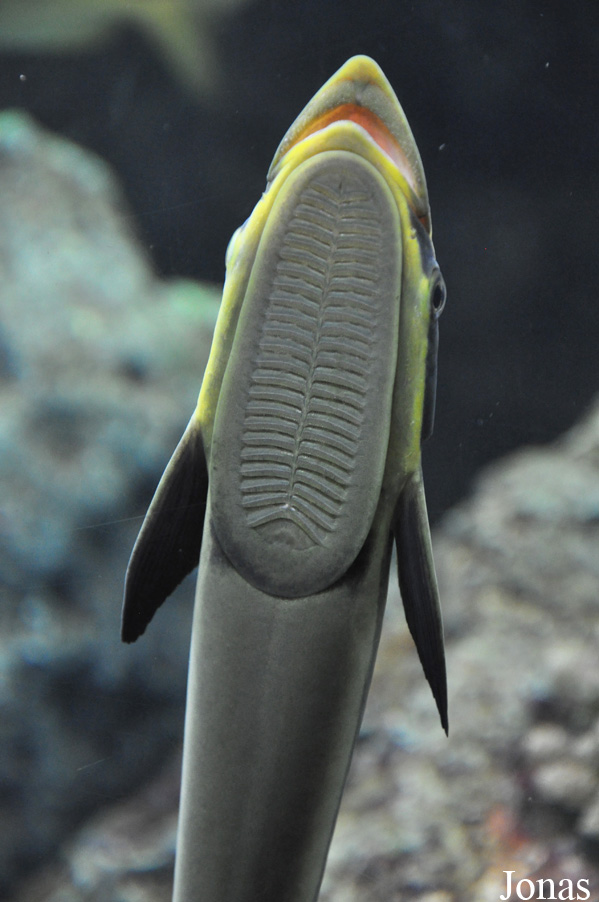 Echeneis naucrates
