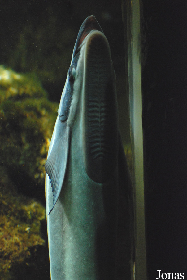 Echeneis naucrates