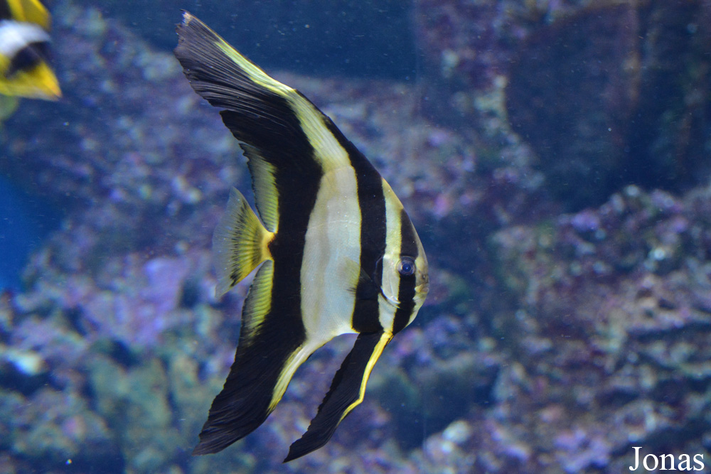 Platax orbicularis