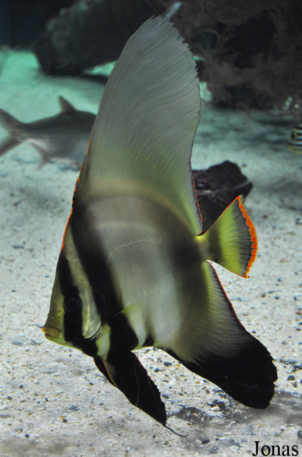 Platax pinnatus