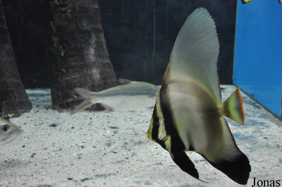 Platax pinnatus