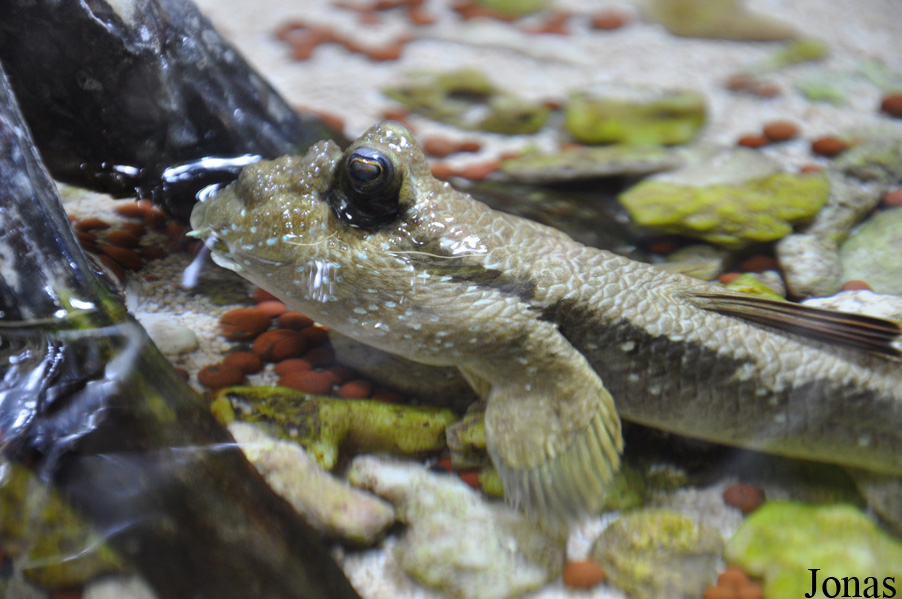 Periophthalmodon schlosseri
