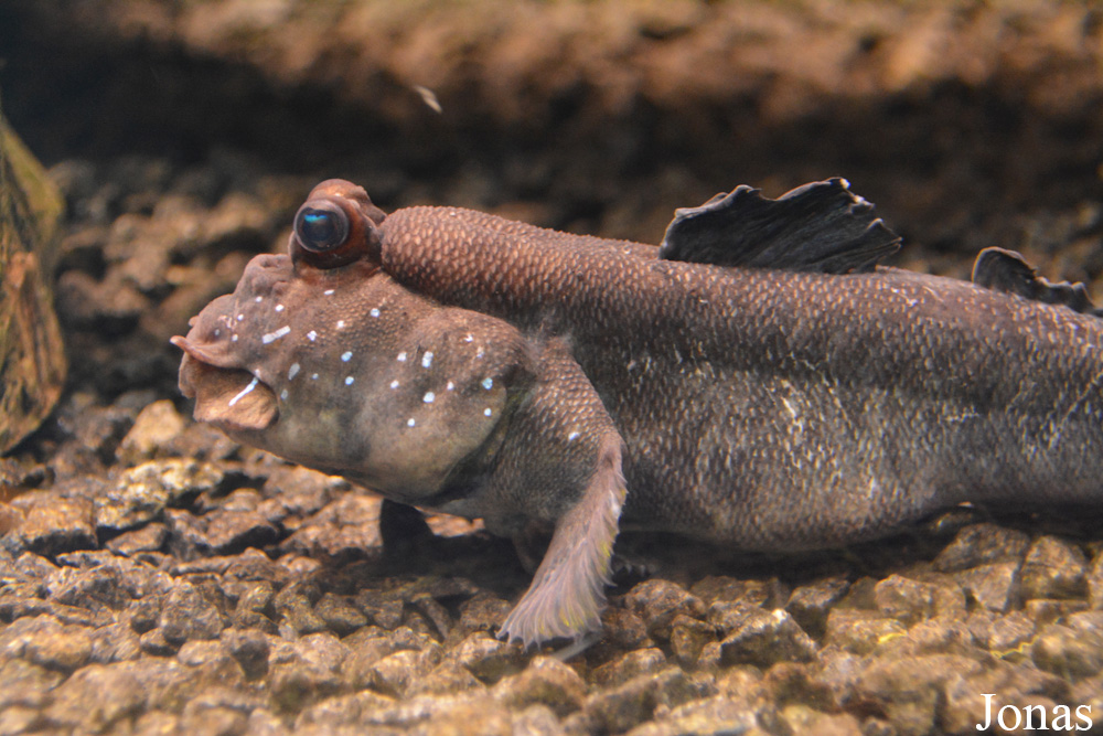 Periophthalmus barbarus