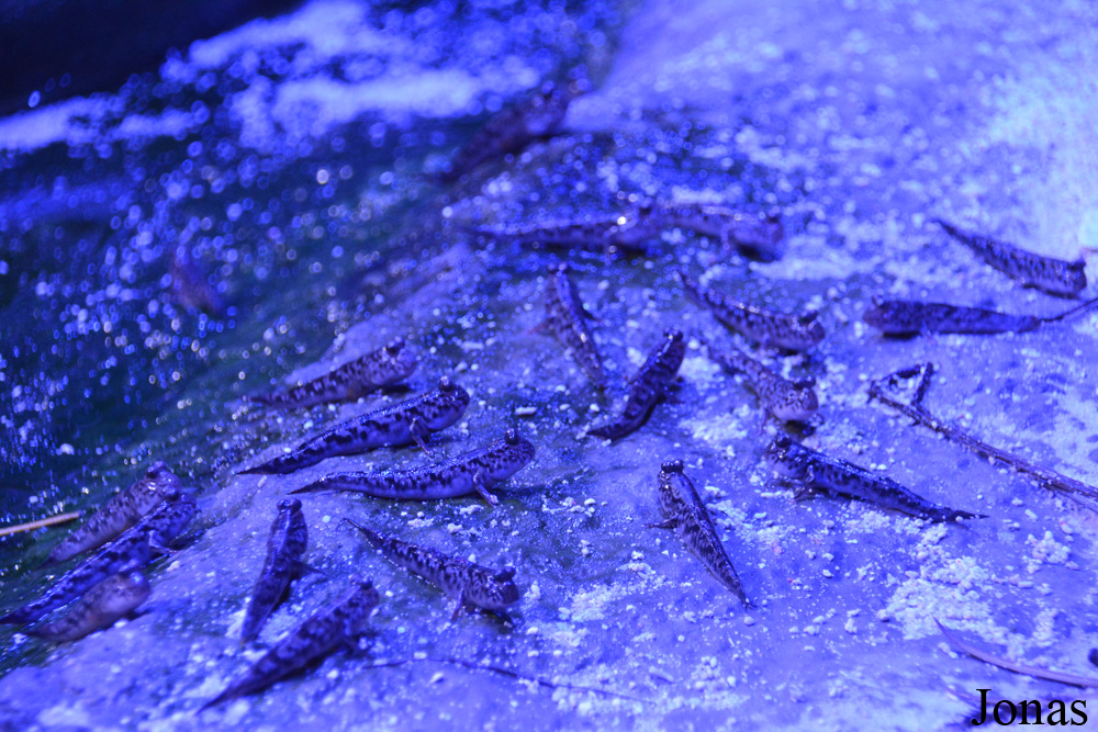 Periophthalmus barbarus