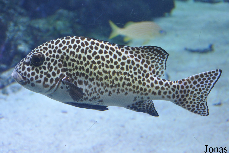 Plectorhinchus chaetodonoides