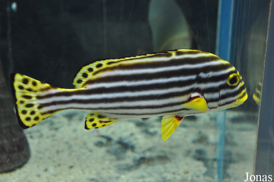 Plectorhinchus vittatus
