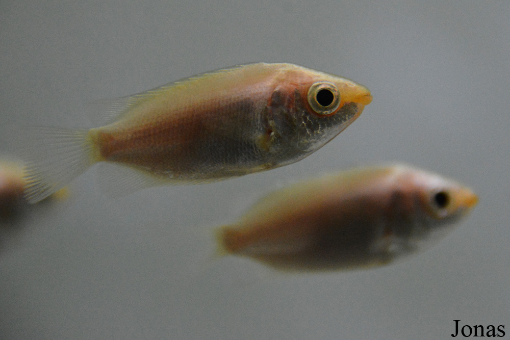 Helostoma temminkii