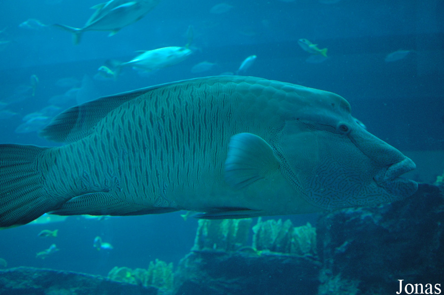 Cheilinus undulatus